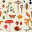 Illustrated pattern of mushrooms, insects, and plants on a beige background