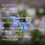 black cumin oil spotlight