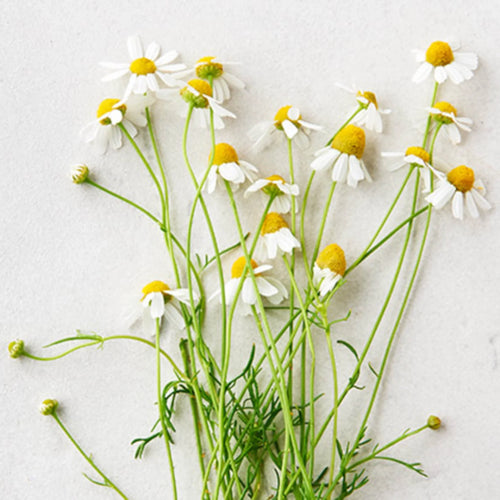 chamomile