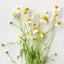 chamomile