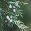 Juniper Balsam Soap