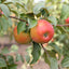 Honeycrisp Cider Soap