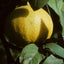 A large yellow citrus fruit, likely a lemon or lime, growing on a tree branch with green leaves and strong natural shadows.