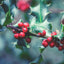 Close-up of holly leaves with bright red berries on a branch, photographed outdoors with a soft blurred background.