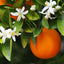 Orange Flower Soap
