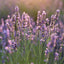 Lavender Lemongrass Soap