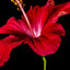 Hibiscus Rose Soap