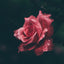 Tobacco Rose Soap