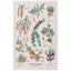 Illustration of various pinecones and tree branches with labels on a white background