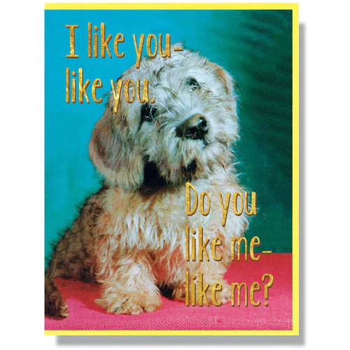 cute dog photo with I like you Like you. Do you like me?